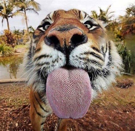 Tiger tongue - Find Tiger Tongue stock illustrations from Getty Images. Select from premium Tiger Tongue images of the highest quality.